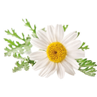 Marguerite