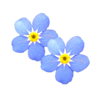 Myosotis